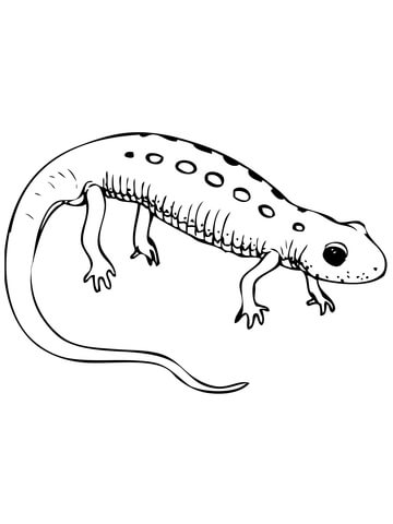 Red Spotted Newt Coloring Page